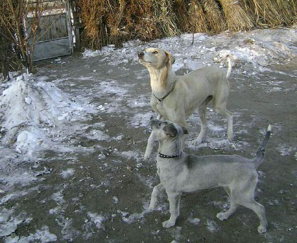 纯纯的土狗,纯纯的小土狗