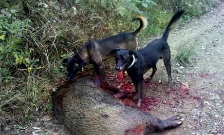 纯纯的土狗,纯纯的小土狗