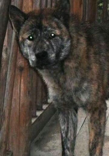 纯纯的土狗,纯纯的小土狗