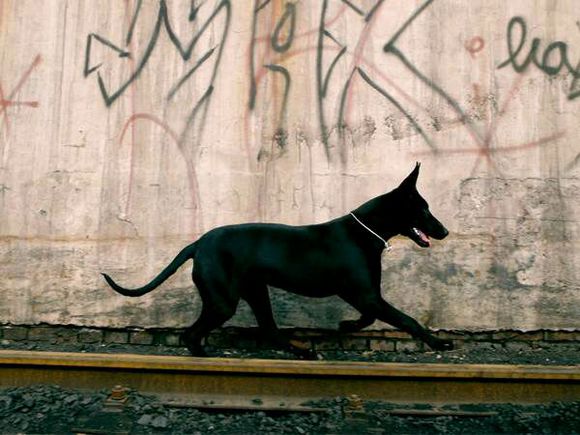 纯纯的土狗,纯纯的小土狗