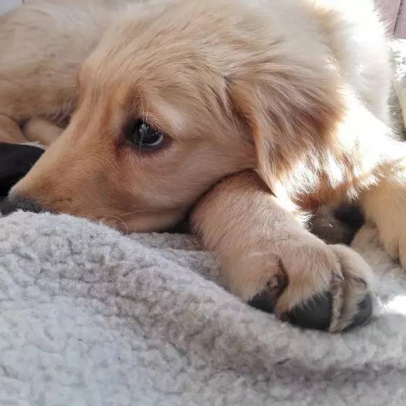 狗狗失去伴侣抑郁症,狗狗得抑郁症怎么办