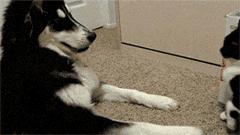 “萌”字最重要！瞧这些小东西，真是太可爱了！最后一张图亮了！