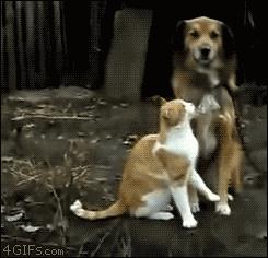 “萌”字最重要！瞧这些小东西，真是太可爱了！最后一张图亮了！