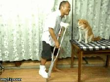 “萌”字最重要！瞧这些小东西，真是太可爱了！最后一张图亮了！