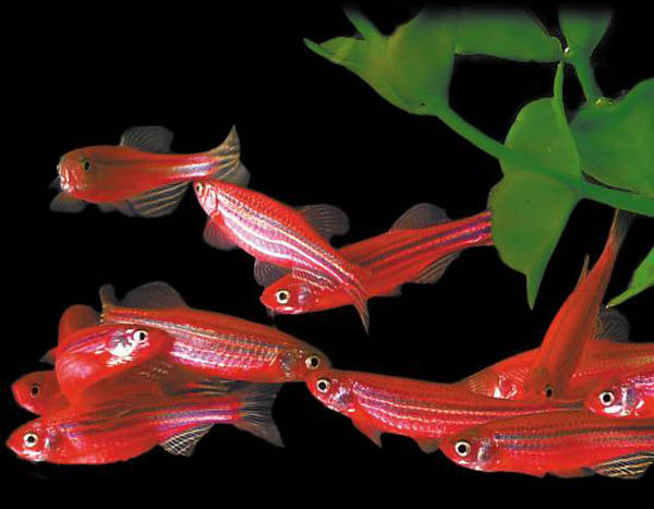 蓝色的小金鱼如何养殖,斑马鱼的养殖方法和技巧大全