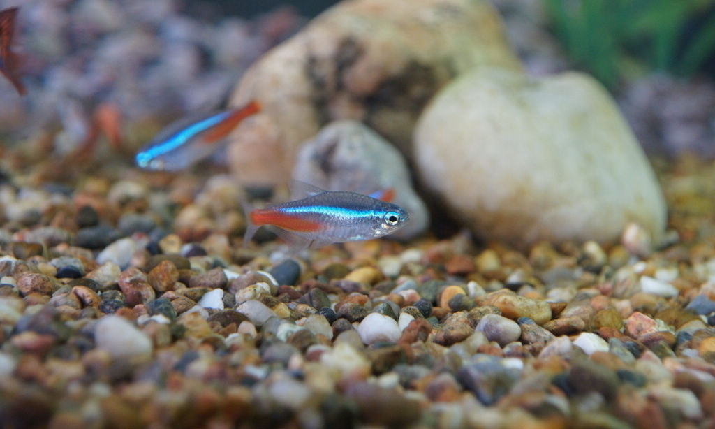 蓝色的小金鱼如何养殖,斑马鱼的养殖方法和技巧大全