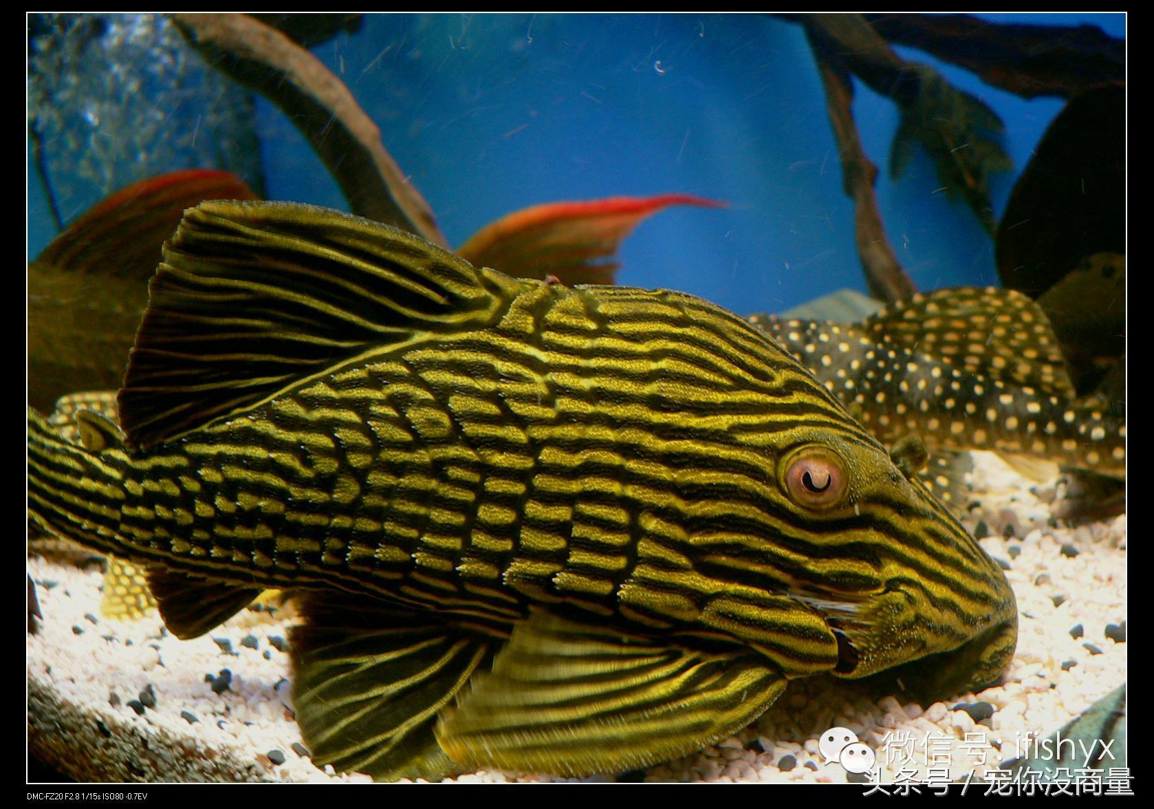 怎么不让鱼得水霉病,如何才能让鱼不生病