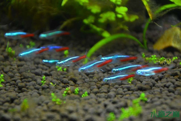 红绿灯鱼养殖方法和注意事项,海水观赏鱼皇后神仙适合新手吗