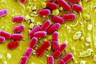 幸存者战争,幸存者之战最新全部章节在线阅读