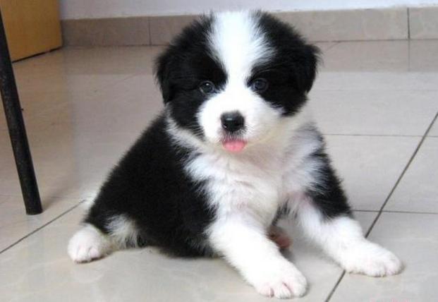 边牧生病了,边牧发了情的症状