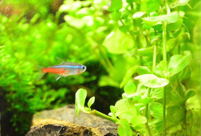 红绿灯鱼养殖方法和注意事项,海水观赏鱼皇后神仙适合新手吗