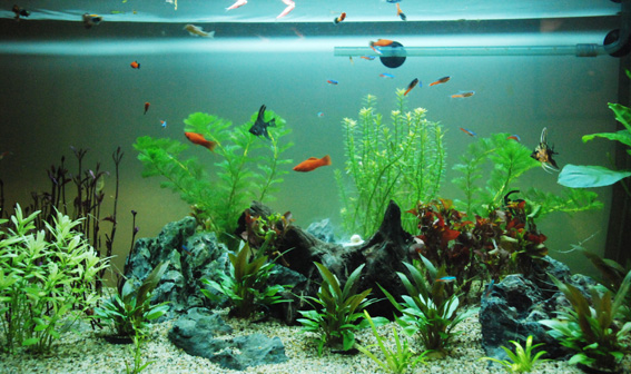 红绿灯鱼养殖方法和注意事项,海水观赏鱼皇后神仙适合新手吗