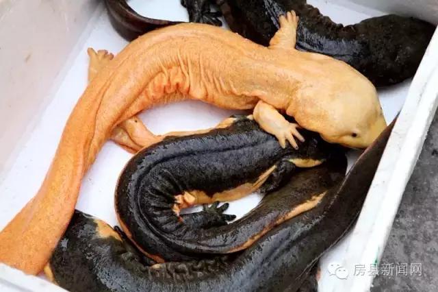 央视频道《致富经》,央视七套致富经栏目介绍紫阳茶叶