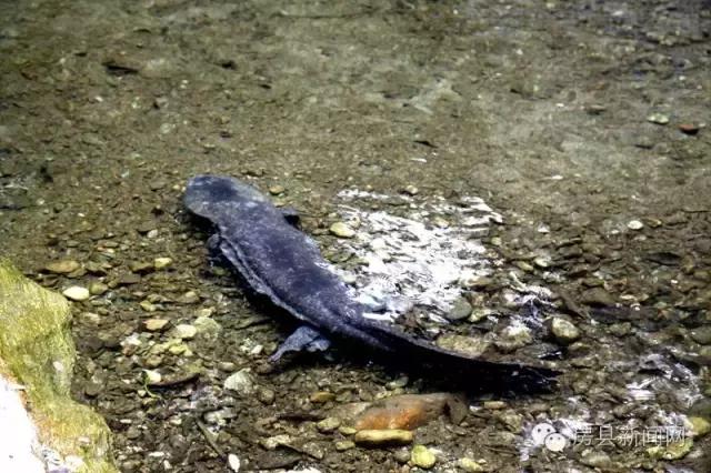 央视频道《致富经》,央视七套致富经栏目介绍紫阳茶叶