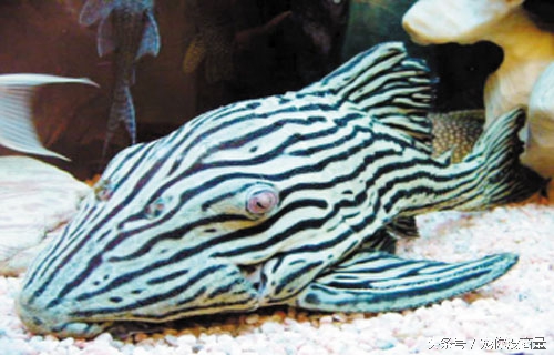 怎么不让鱼得水霉病,如何才能让鱼不生病