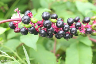 女子自己栽种“西洋参”，原来是有毒物种，差点酿成悲剧