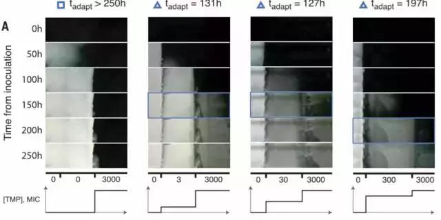 幸存者战争,幸存者之战最新全部章节在线阅读