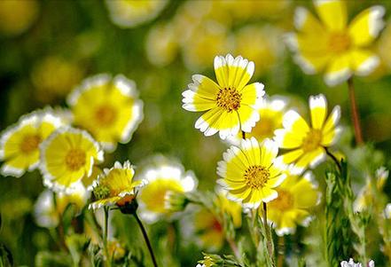 白带分析要做多久,白带分析单