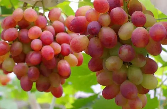 最有价值的预防疾病的水果,十大抗癌水果排名及功效