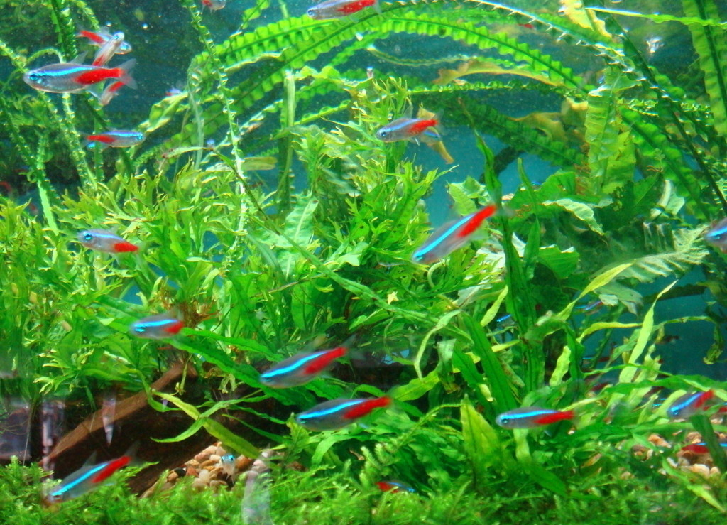 红绿灯鱼养殖方法和注意事项,海水观赏鱼皇后神仙适合新手吗