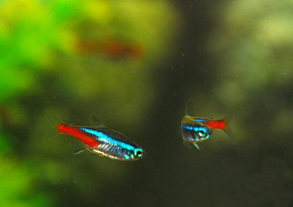 红绿灯鱼养殖方法和注意事项,海水观赏鱼皇后神仙适合新手吗