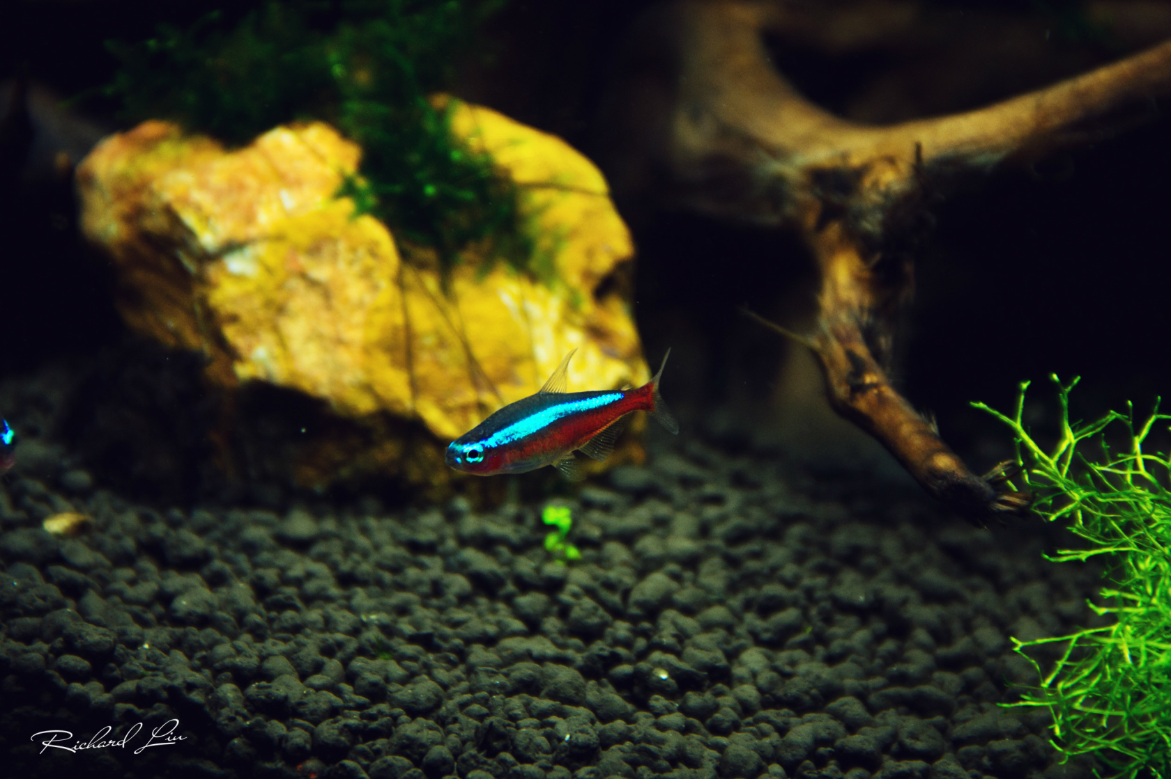 红绿灯鱼养殖方法和注意事项,海水观赏鱼皇后神仙适合新手吗