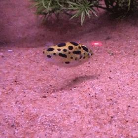 红绿灯鱼养殖方法和注意事项,海水观赏鱼皇后神仙适合新手吗