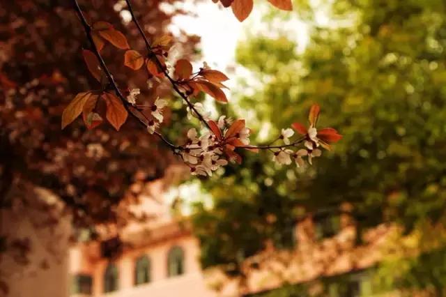 有一种情怀叫乡愁作文,有一种情怀叫乡愁