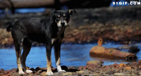 狗狗自愿帮主人干活,狗狗每次遛弯指甲都磨出血