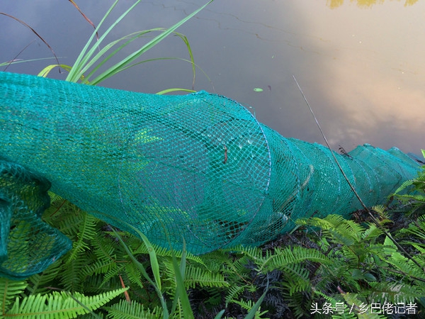 鱼塘放哪种地笼比较好,在鱼塘下地笼