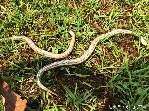 鱼塘放哪种地笼比较好,在鱼塘下地笼