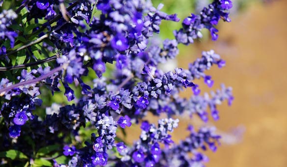 薰衣草花海一起享受大自然的美,薰衣草花海游