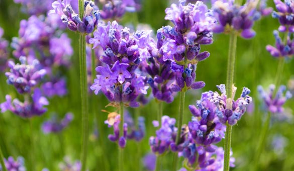 薰衣草花海一起享受大自然的美,薰衣草花海游