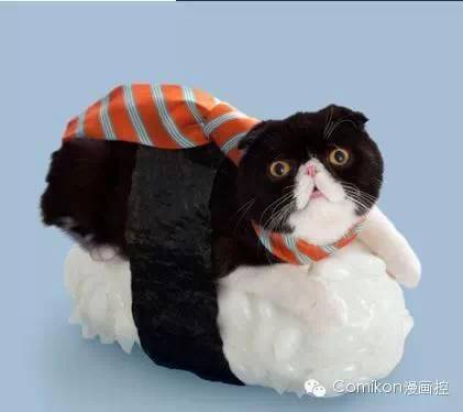 可爱猫咪戴着发箍,可爱的猫咪发箍