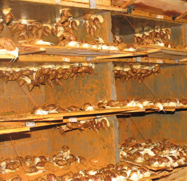 白玉蜗牛养殖改建,白玉蜗牛养殖技术