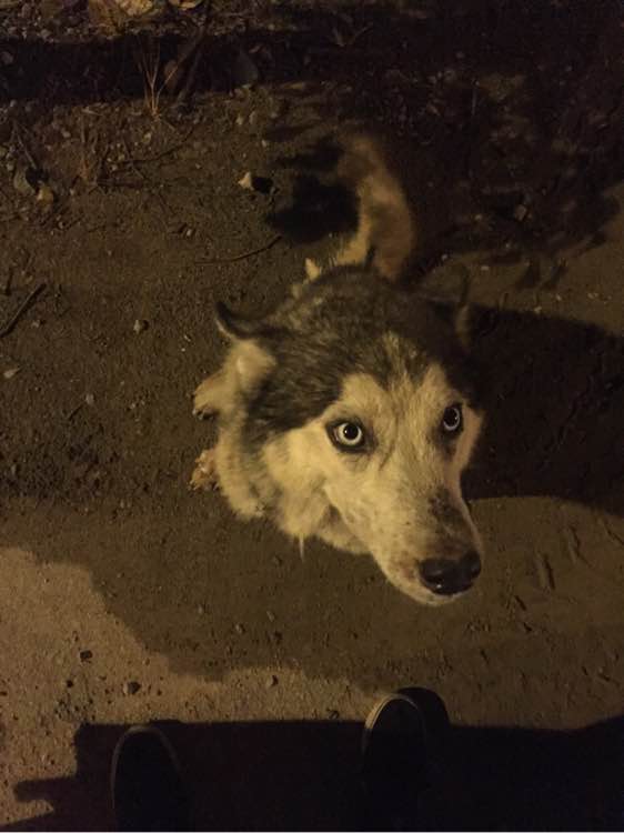 下班回家捡到小动物带回家养,捡到流浪狗不想养怎么处理