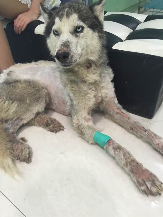 下班回家捡到小动物带回家养,捡到流浪狗不想养怎么处理