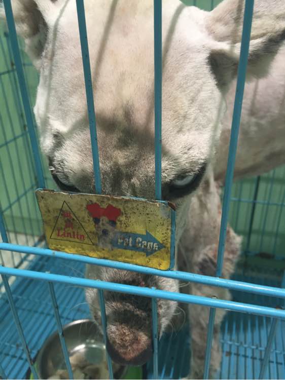 下班回家捡到小动物带回家养,捡到流浪狗不想养怎么处理