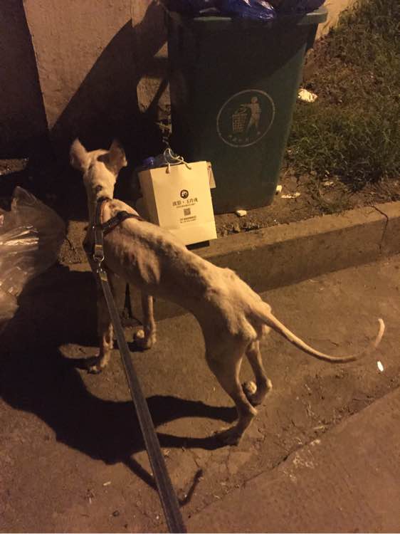 下班回家捡到小动物带回家养,捡到流浪狗不想养怎么处理