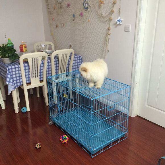 冬瓜南瓜！我家有一对松狮小活宝~