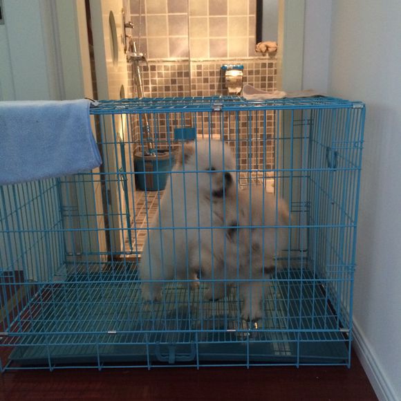 冬瓜南瓜！我家有一对松狮小活宝~