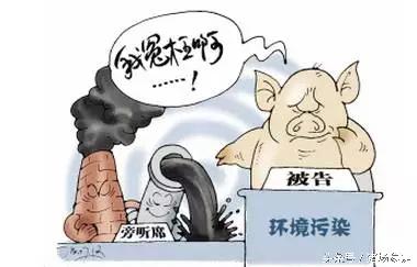 你来评评，猪的命运与养猪人的命运，谁更惨？