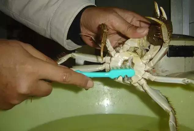 洗螃蟹的正确方法公螃蟹,洗螃蟹刷螃蟹的步骤