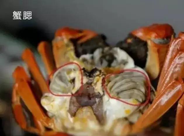 洗螃蟹的正确方法公螃蟹,洗螃蟹刷螃蟹的步骤