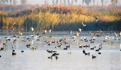 关注20个银川之最,你知道几个?搞定一半你就太牛了!