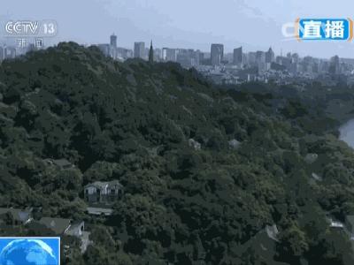 去不了杭州就来杯龙井,去不了杭州