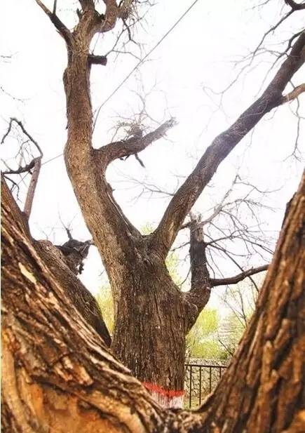 关注20个银川之最,你知道几个?搞定一半你就太牛了!