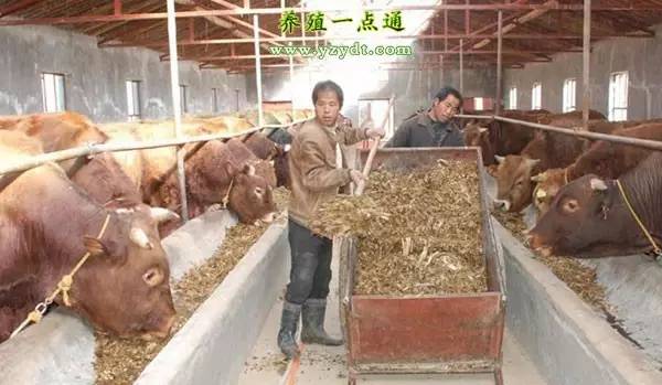 养牛犊牛饲养管理,养牛肉牛饲养三要点