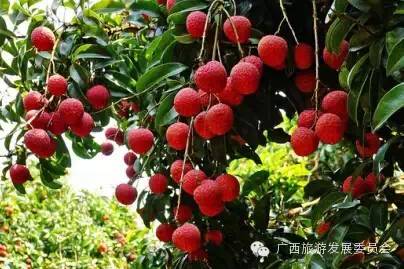 骄傲中国读完后的感悟,广西真的有这么牛吗