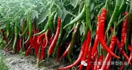 骄傲中国读完后的感悟,广西真的有这么牛吗